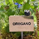 Kräuterstecker-Oregano-Kartoffelkäfer.webp
