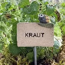 Kräuterstecker-Kraut-Kartoffelkäfer.webp