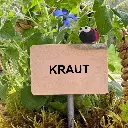Kräuterstecker-Kraut-Marienkäfer.webp