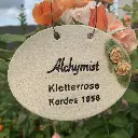 Rosenschild Rose Alchymist.webp