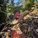 Spinne Agathe mit Netz.webp