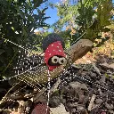 Spinne Agathe.webp