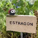 Kräuterstecker-Estragon-Marienkäfer.webp