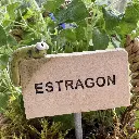 Kräuterstecker-Estragon-Raupe.webp