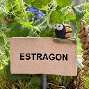 Kräuterstecker-Estragon-Kartoffelkäfer.webp