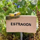 Kräuterstecker-Estragon-Schmetterling.webp
