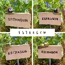 Kräuterstecker-Estragon.webp