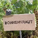 Kräuterstecker-Bohnenkraut-Kartoffelkäfer.webp