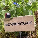 Kräuterstecker-Bohnenkraut-Marienkäfer.webp