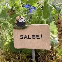 Kräuterstecker-Salbei-Kartoffelkäfer.webp