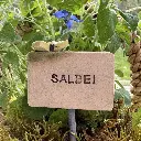 Kräuterstecker-Salbei-Schmetterling.webp
