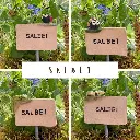 Kräuterstecker-Salbei.webp
