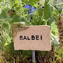 Kräuterstecker-Salbei-Raupe.webp