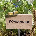 Kräuterstecker-Koriander-Schmetterling.webp