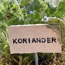 Kräuterstecker-Koriander-Raupe.webp