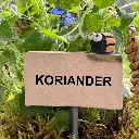 Kräuterstecker-Koriander-Kartoffelkäfer.webp