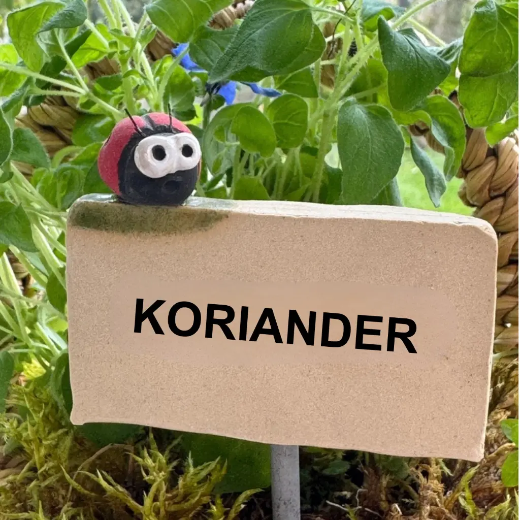 Kräuterstecker-Koriander-Marienkäfer.webp