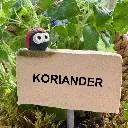 Kräuterstecker-Koriander-Marienkäfer.webp