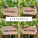 Kräuterstecker-Koriander.webp