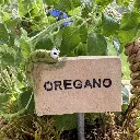 Kräuterstecker-Oregano-Raupe.webp