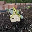 Gemüsestecker Erbsen