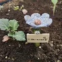 Insektentränke Bienenbar