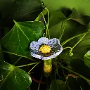 Bienenbar Blume1 mini