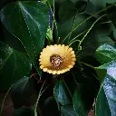 Bienenbar Blume2 mini