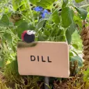 Kräuterstecker Dill