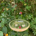 Insektentränke Käferchen