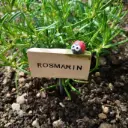 Kräuterstecker Rosmarin
