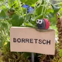 Kräuterstecker Borretsch
