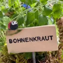 Kräuterstecker Bohnenkraut