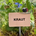 Kräuterstecker Kraut