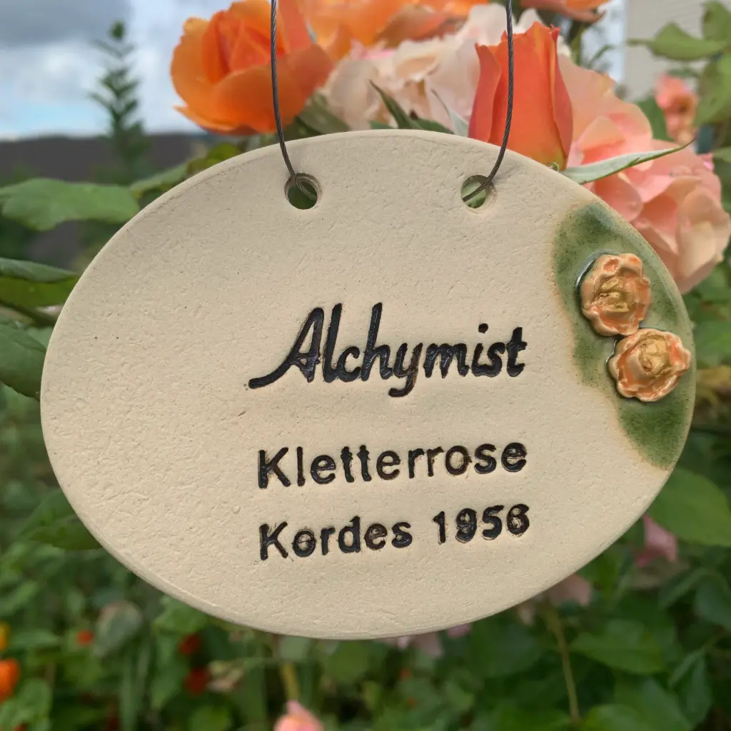Rosenschild Rose Alchymist