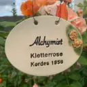 Rosenschild Rose Alchymist
