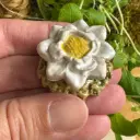 Tränkenstein weiße Blüte