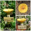 Bienenbar Monatseditionen 2024 für Sammler